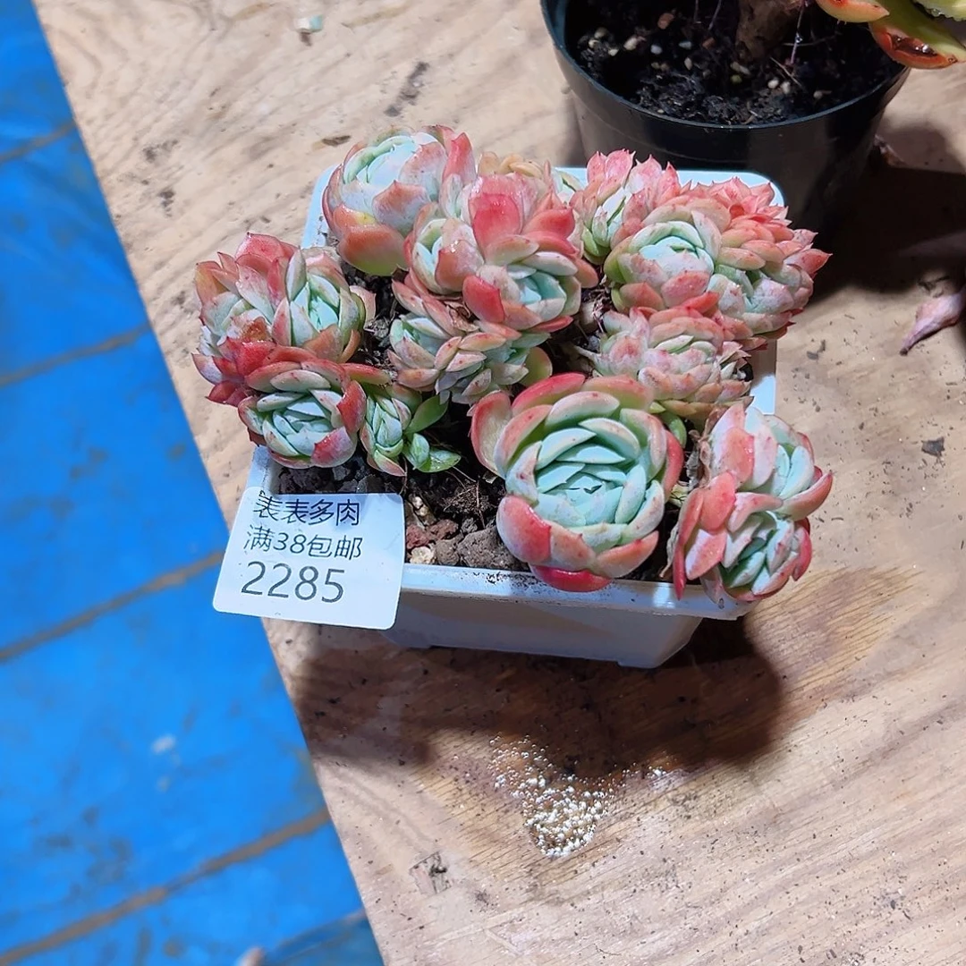 照***收多肉一物一拍植物2285