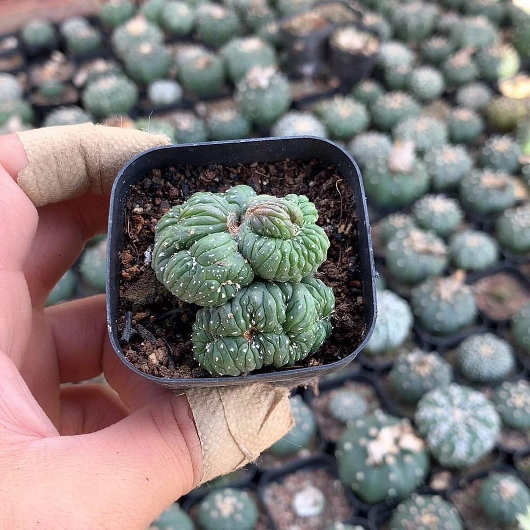 当前无花栽培后可以开花