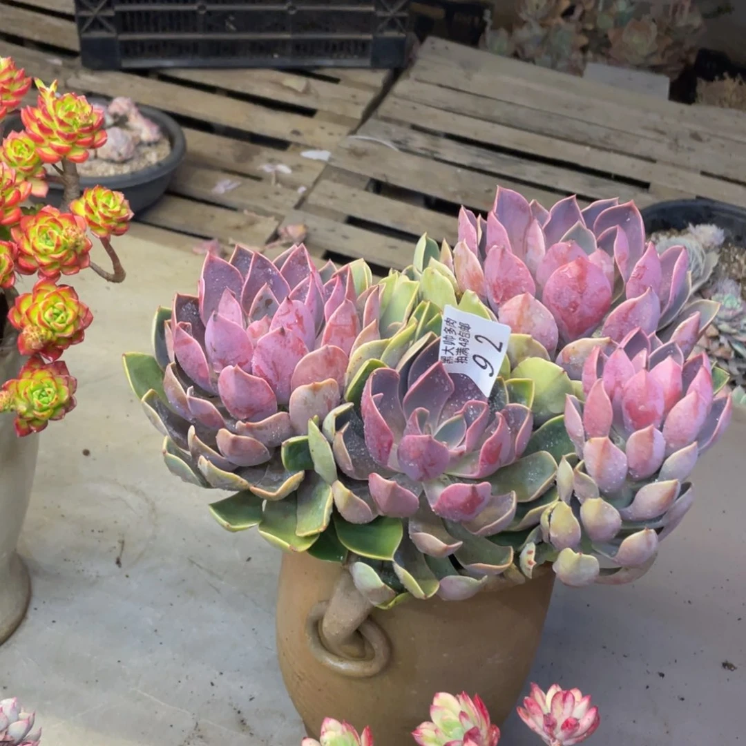 五*六黑大帅多肉92琼斯