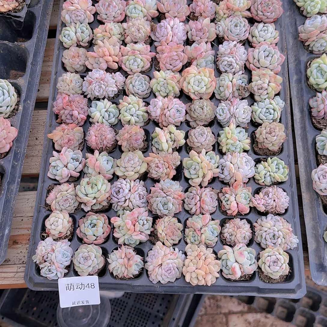 悦**?直播一物一拍多肉48