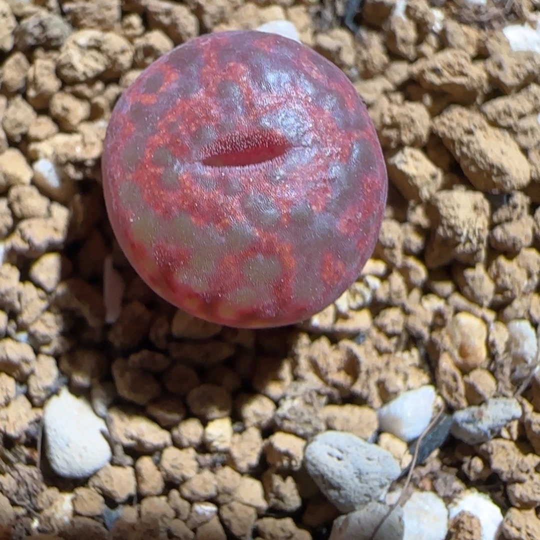 肉锥多肉植物组合-ap正红色酒红勋章1505