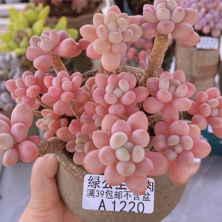 鱼子酱10cm1220多肉植物