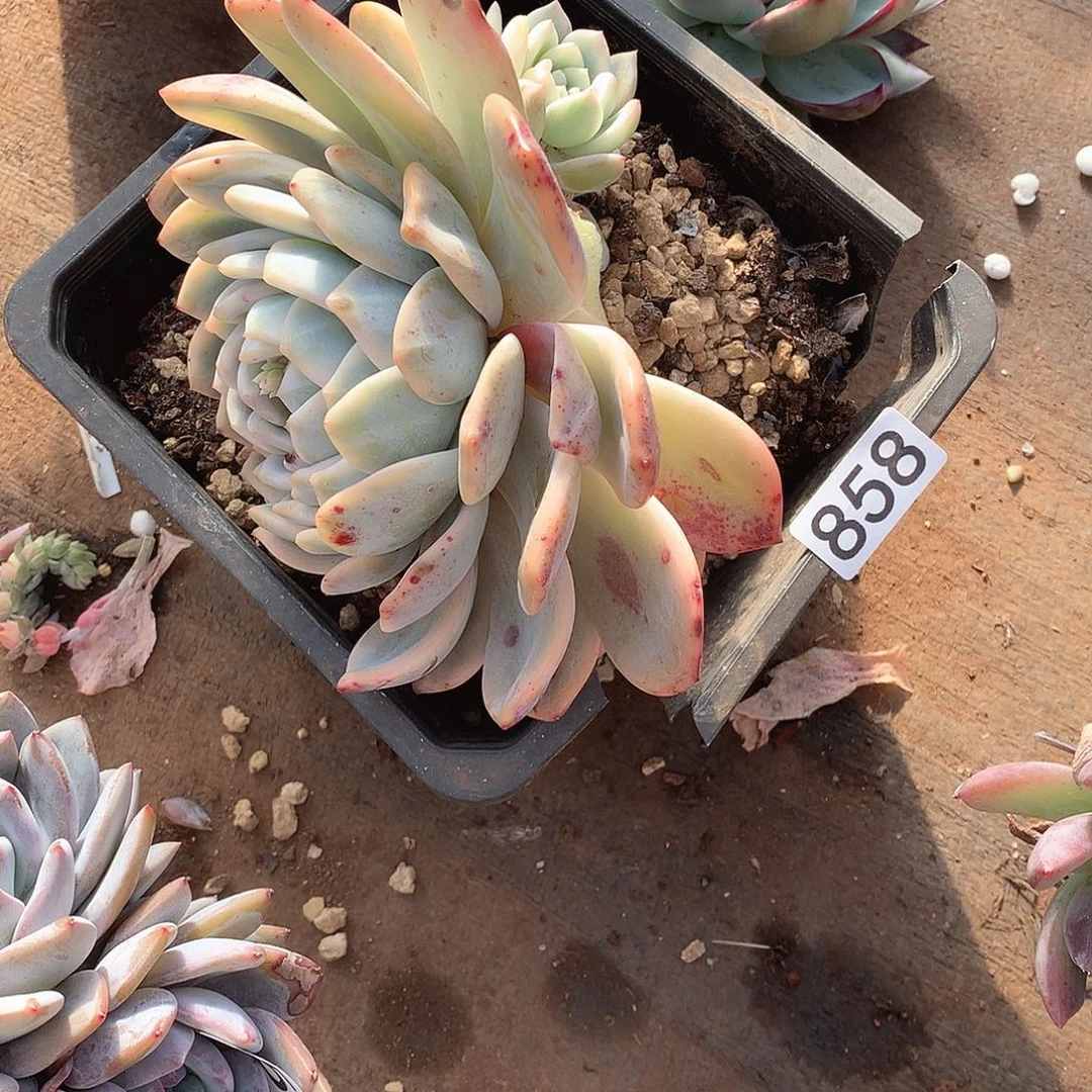 858瑕疵一物一拍多肉