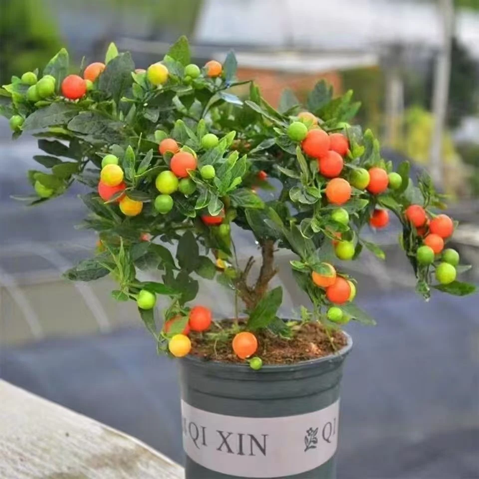 珊瑚樱盆栽冬室内阳台盆栽开心桃吉庆果观果植物包邮四季果珊瑚豆