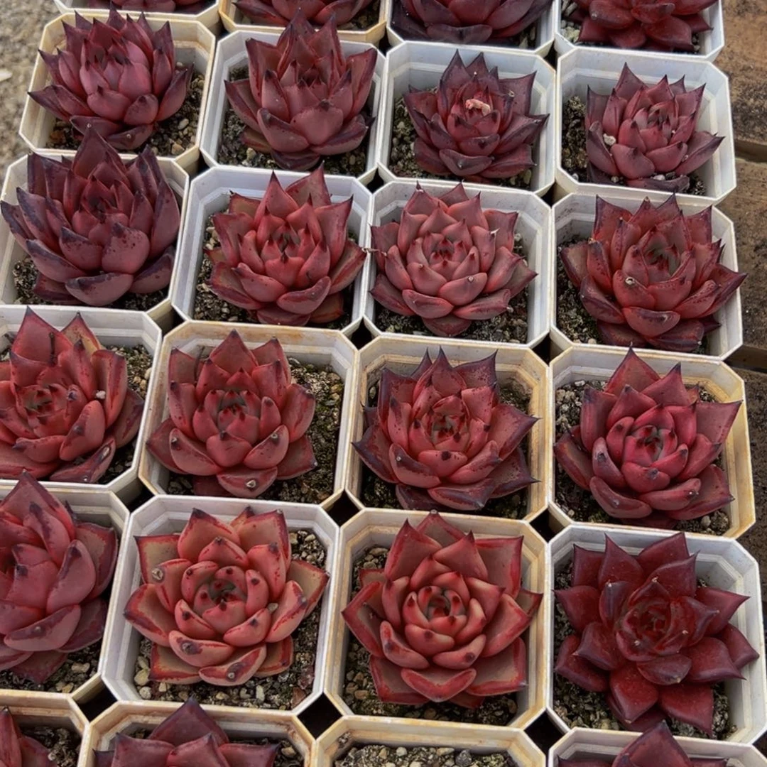 633谢谢出差b将就将就