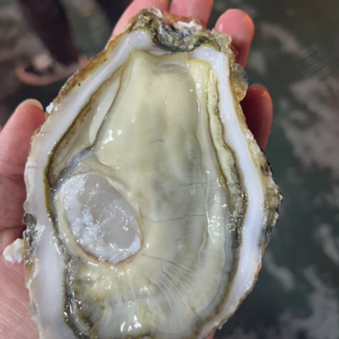 精品乳山生蚝 金标6➕