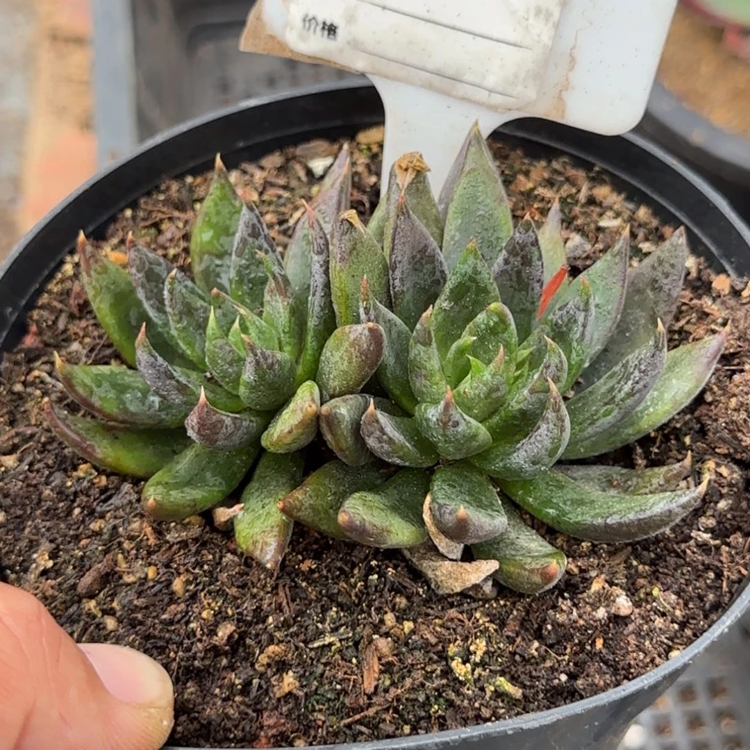 黑骑士惊鸿一物一拍包装收缩花旱928