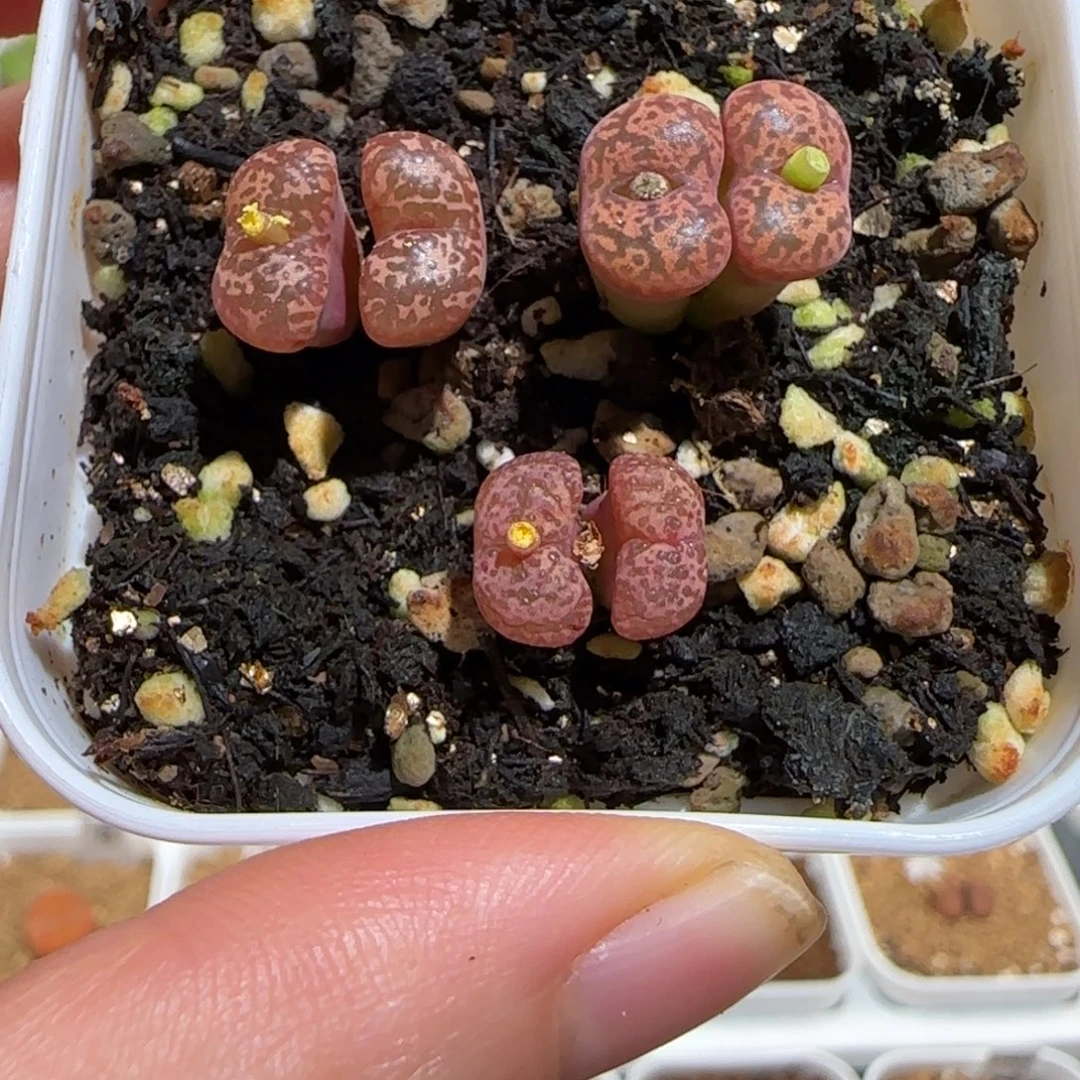 肉锥多肉植物组合-勋章一盆1107