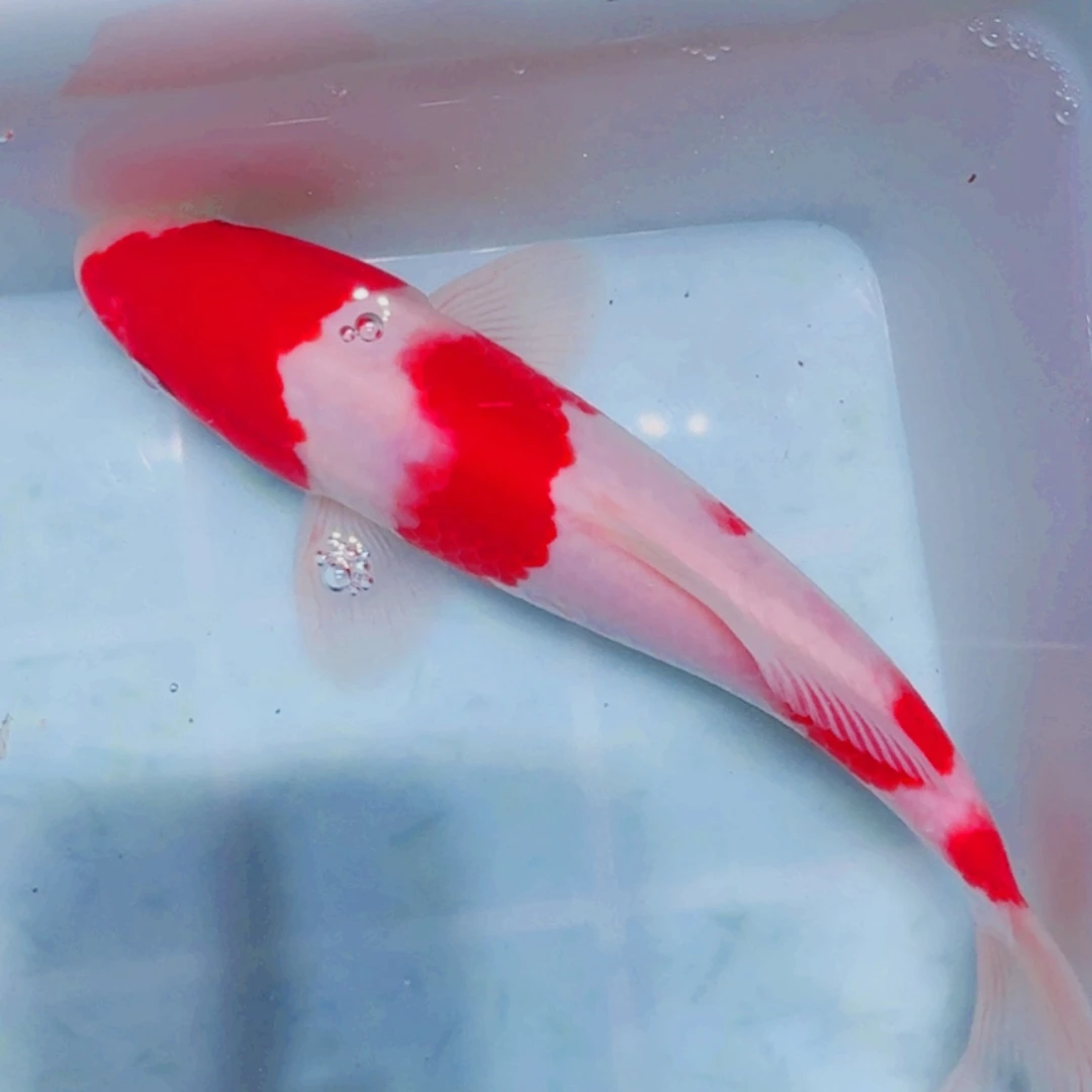 锦鲤血统锦鲤大放漏666