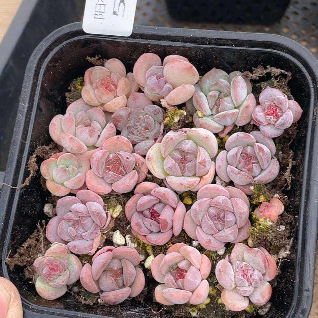 多肉植物多肉植物555