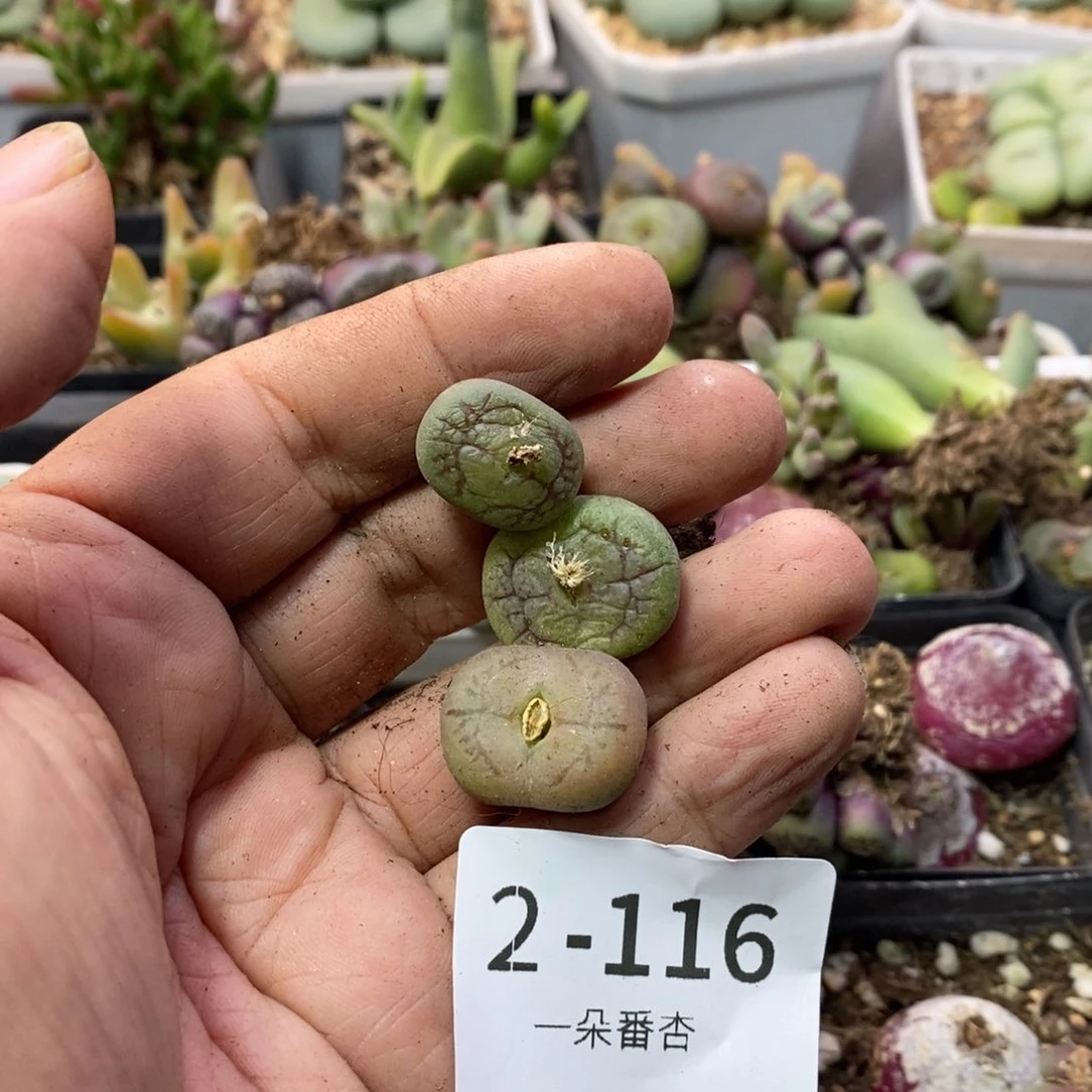 琪****?566669698699899896888