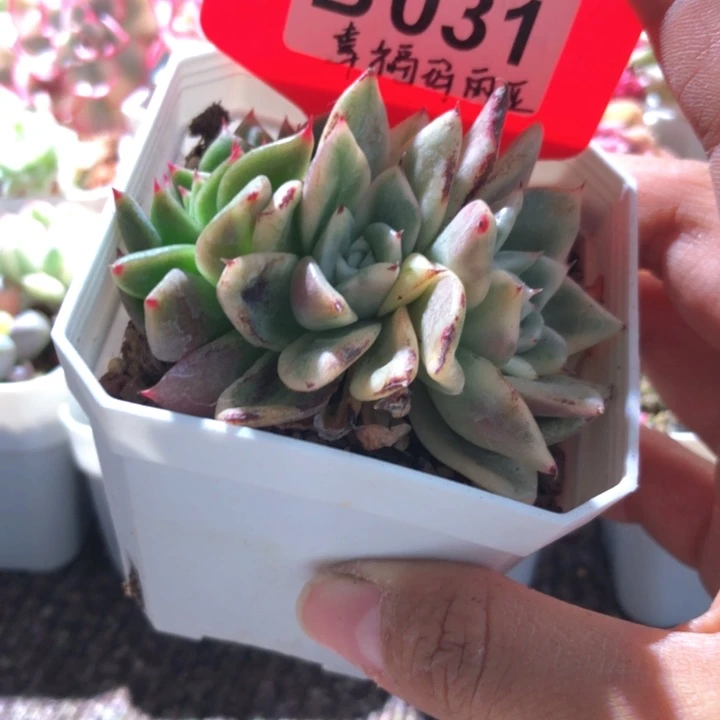幸福玛利亚有根有根