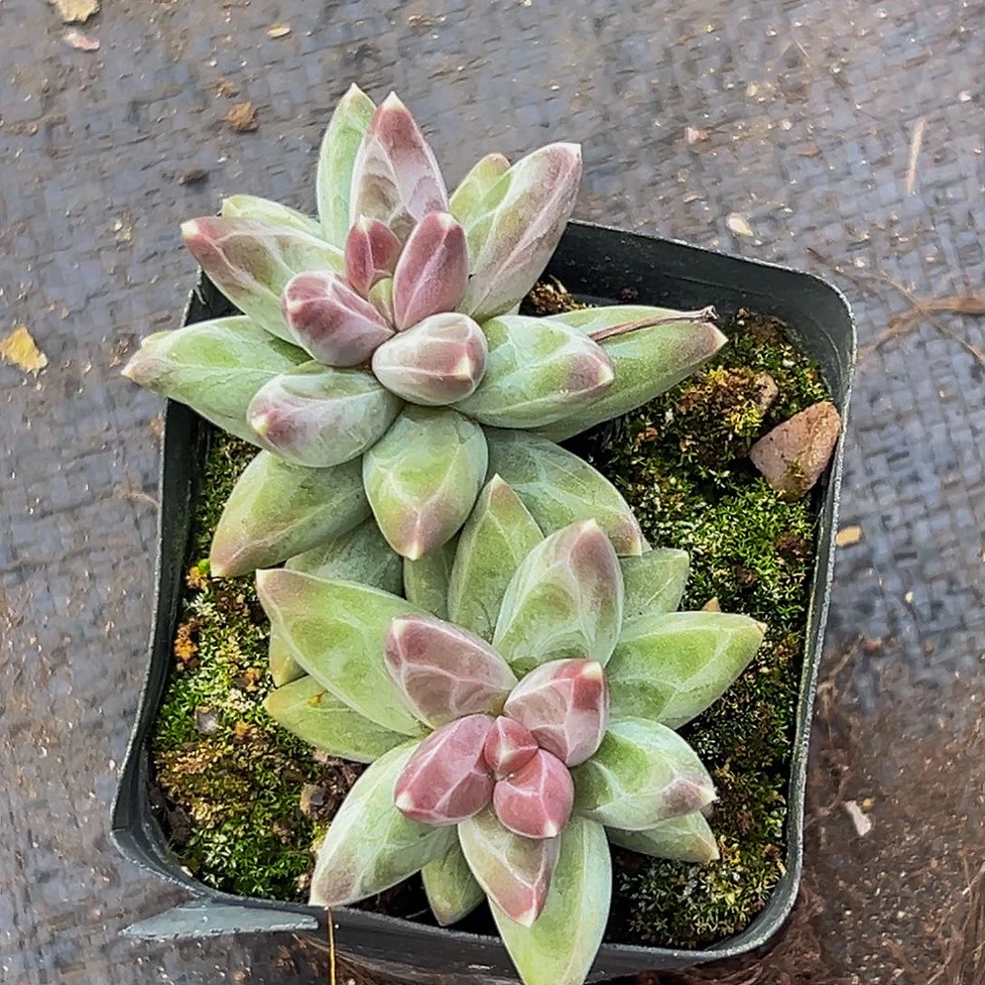 美美金品多肉美人系