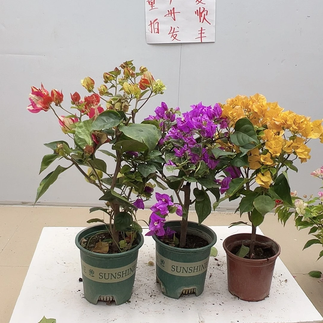 大部分花苞少量开放哪吒，金龟紫，加州黄组合