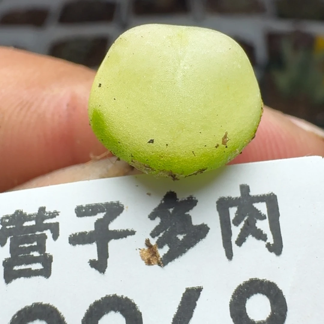 拉登1200脱土1.2。