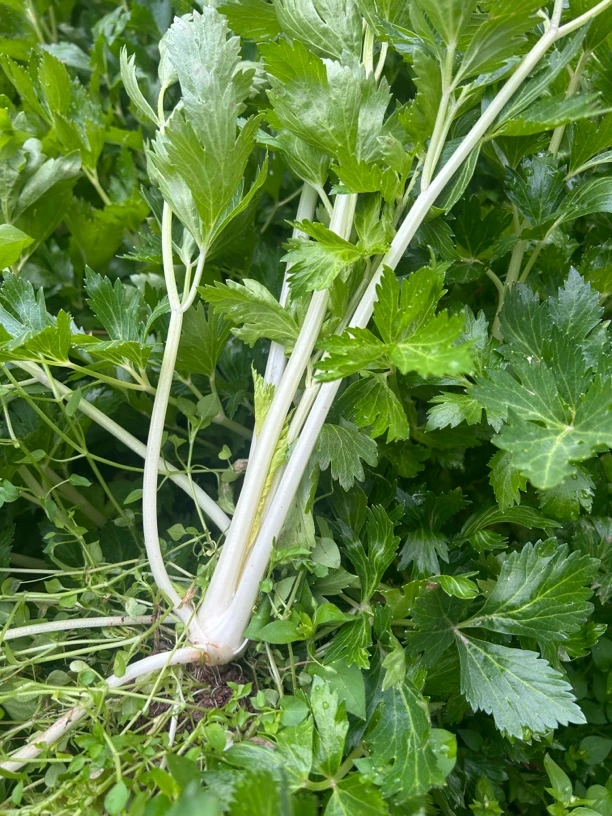 重庆黔江高山新鲜蔬菜白芹菜
