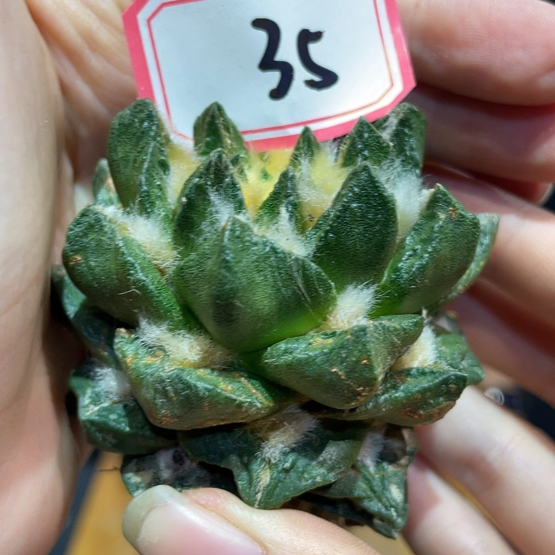 35号自根角博牡丹萝卜根