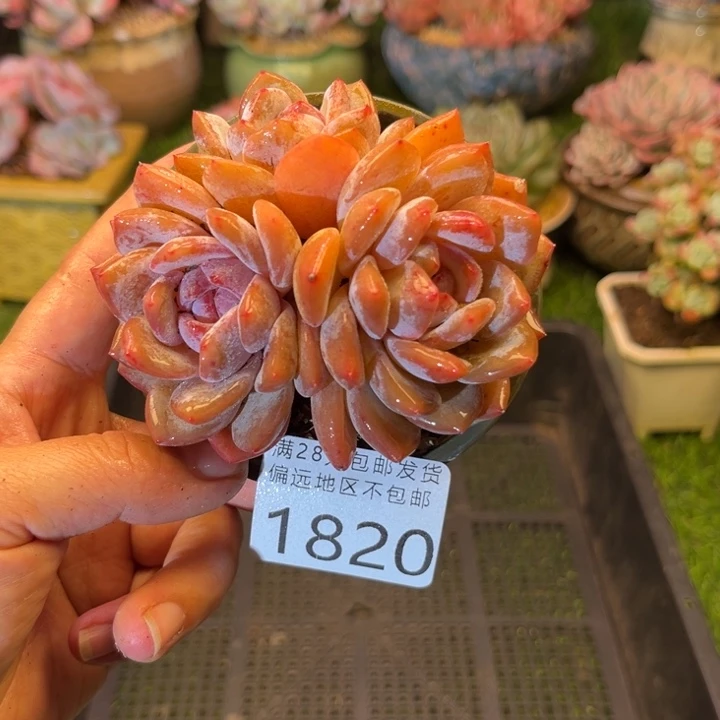 亲1820，bxbcbvbvbb