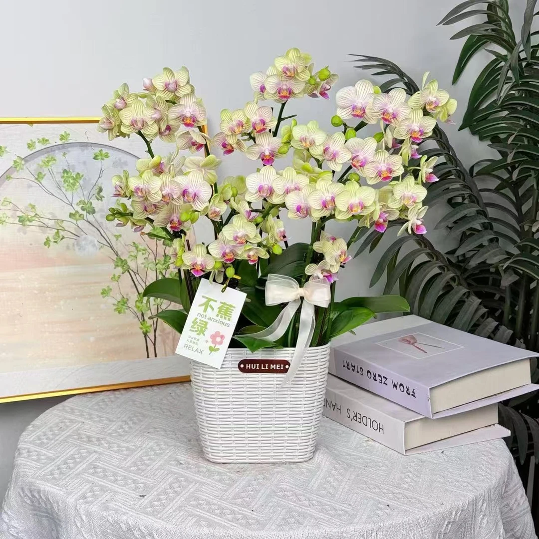 妗画【春风】蝴蝶兰鲜花精致组盆 开花株 室内绿植