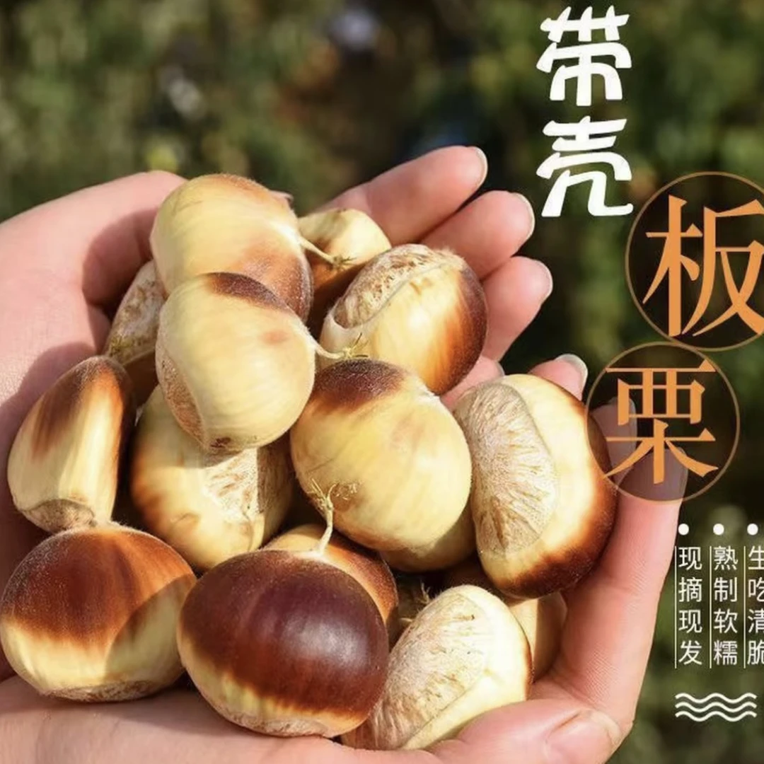 【花红壳鲜板栗】2025罗田高山新鲜生板栗 现摘现发 鲜脆可口即食
