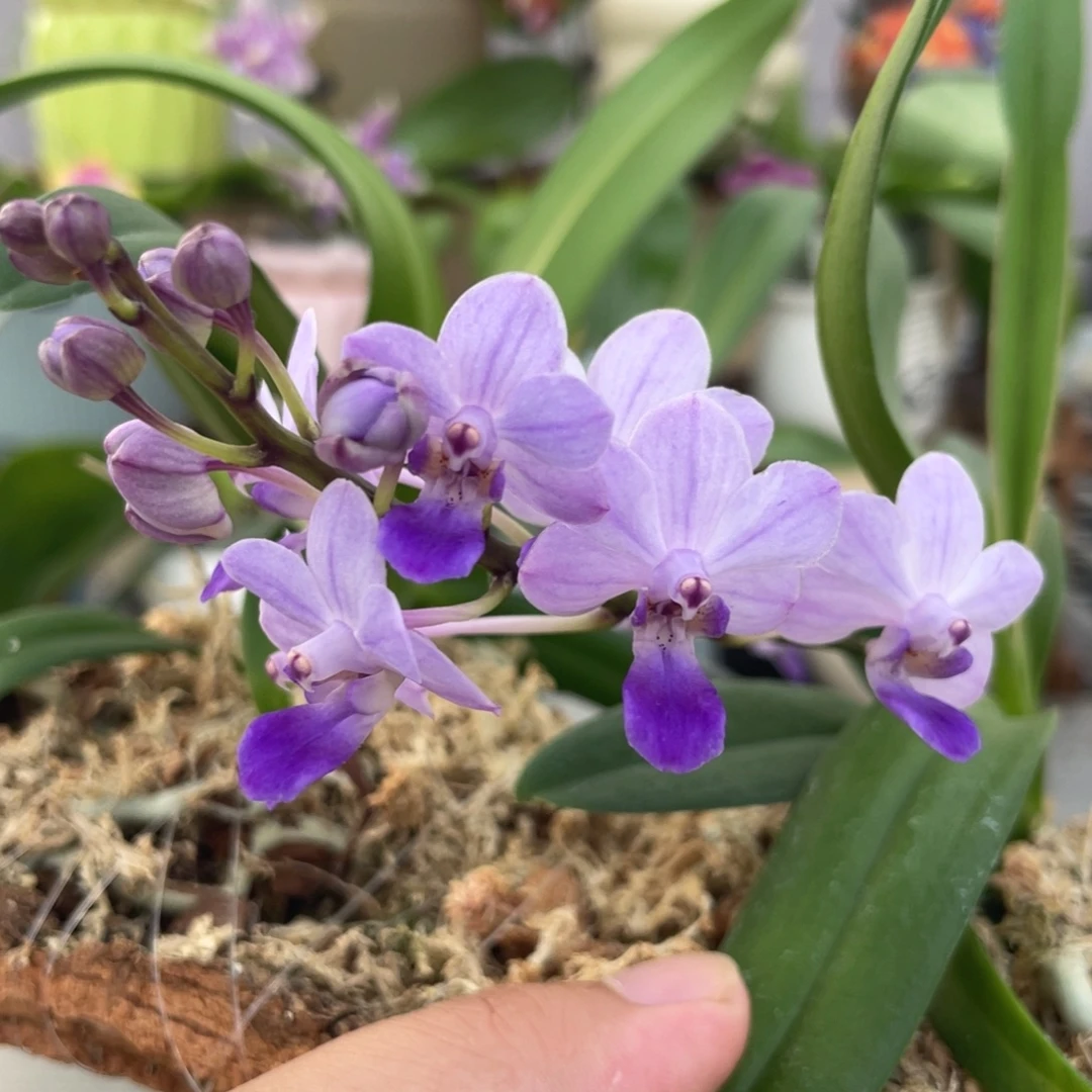 完全开放蓝色梦幻，2.5杯苗1棵