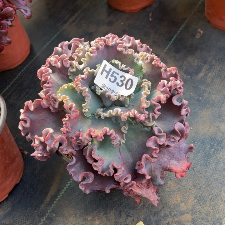 瑞妈，。。。。。。530女王