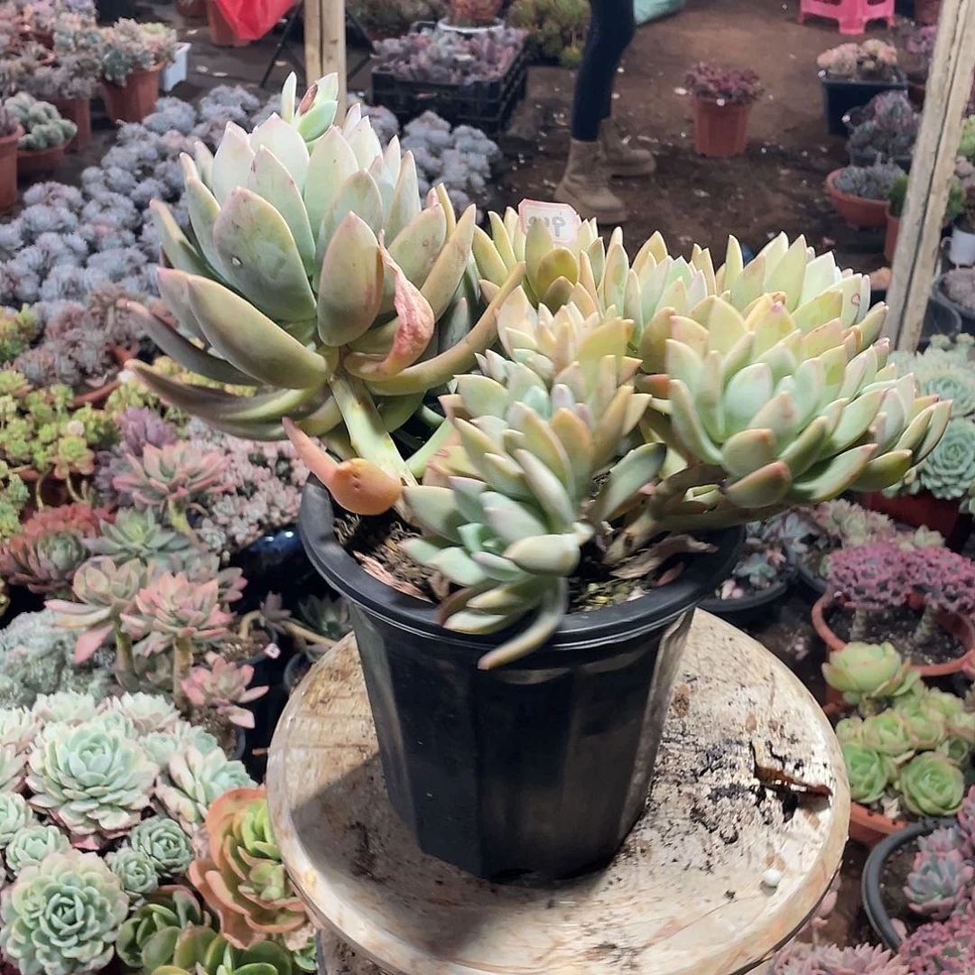 942海洋之星 一物一拍多肉