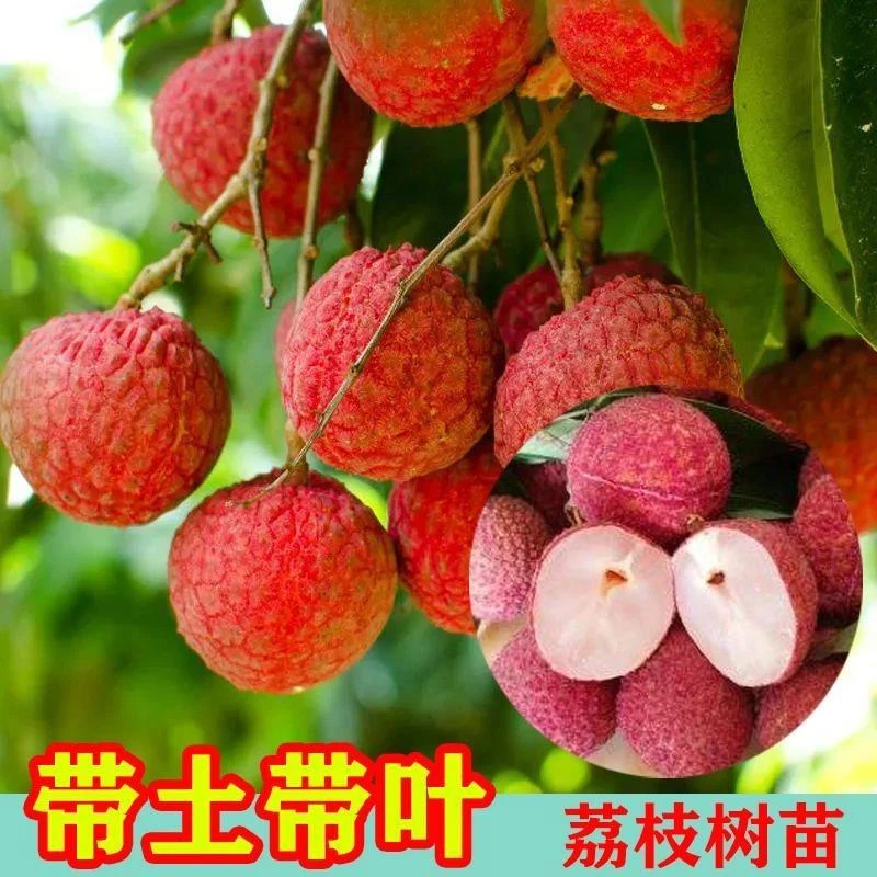 无核荔枝树苗嫁接桂味盆栽地栽仙进奉早熟南方果树苗