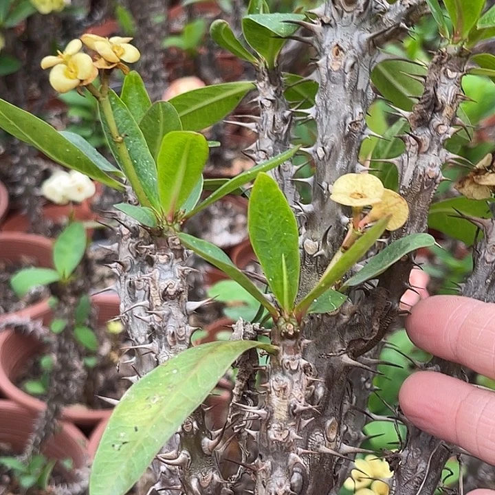 虎刺梅带根-翠玉天堂
