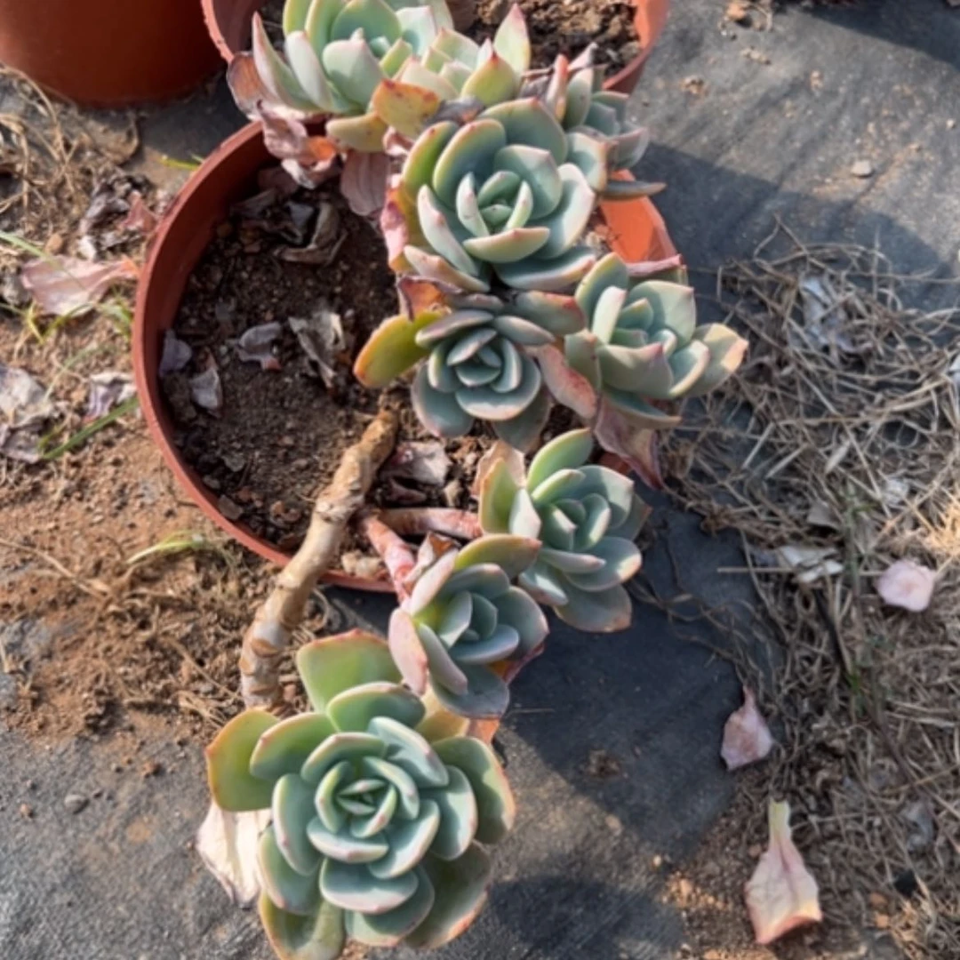 【闪购商品】宝*儿白凤