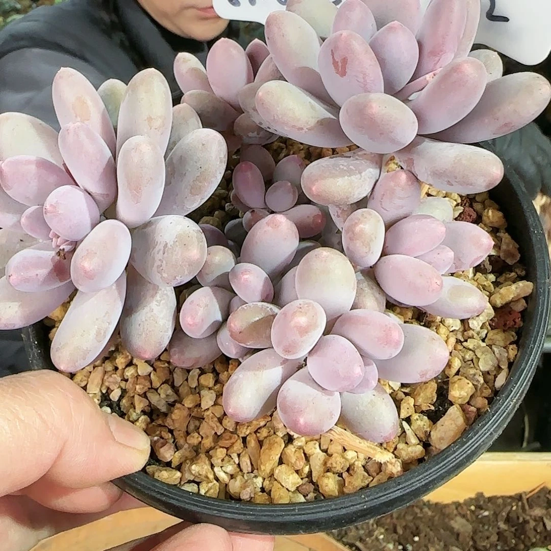 香水手指，三色美人，68.8    肉