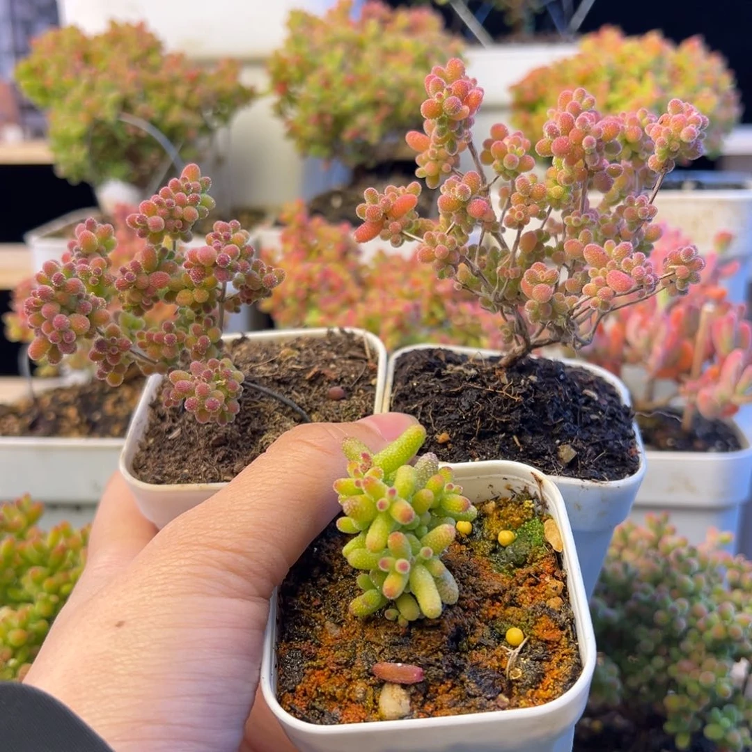 枝干 枝干 枝干 枝干