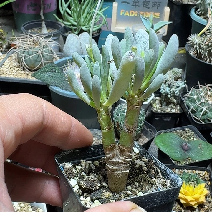 578卡拉菲厚敦菊带盆发货