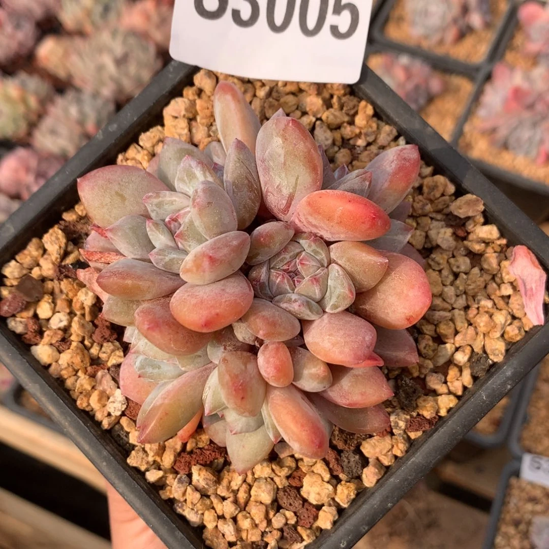 S3005 橙梦露老桩清仓特价 10头