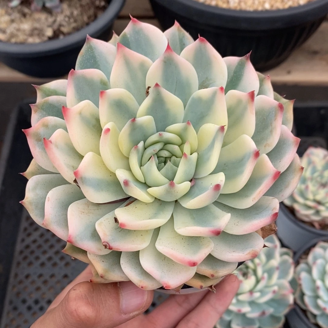 吉娃娃锦多肉植物222号