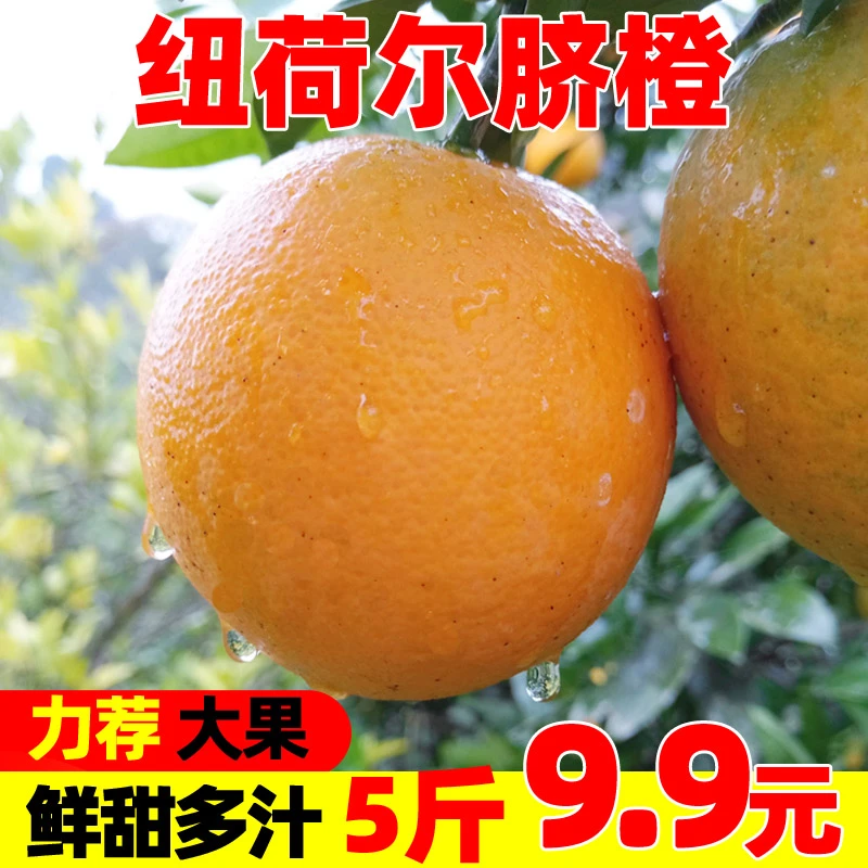 【补贴中】纽荷尔脐橙5斤9斤 麻阳新鲜水果冰糖手剥甜橙子多汁血10