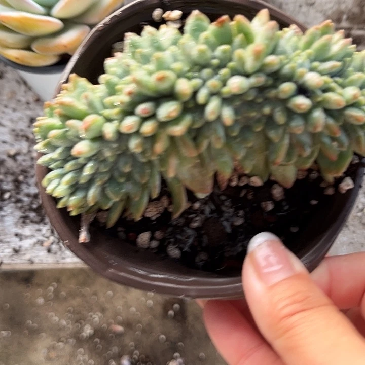 奶糖缀13456789900899