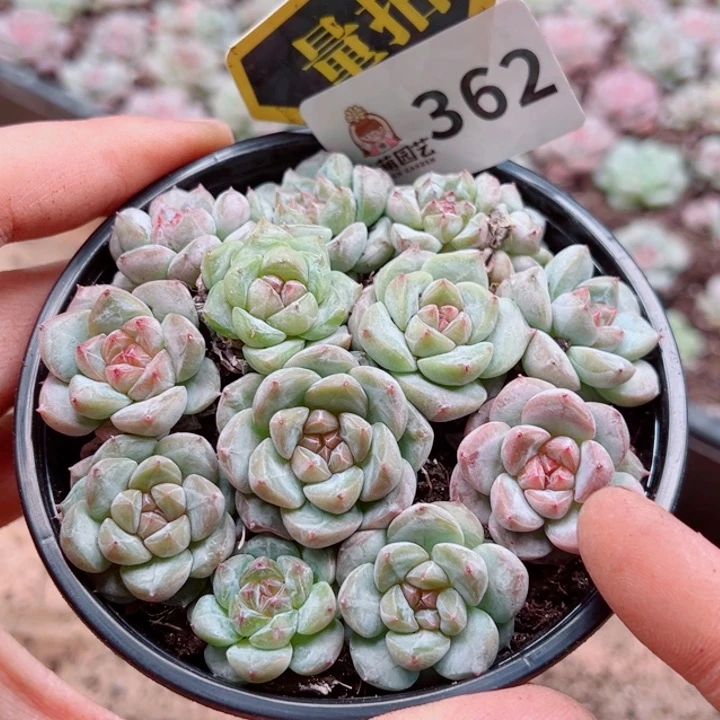 多肉植物多肉植物