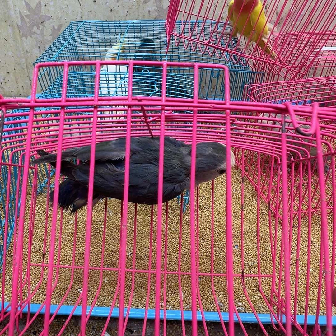 ༺***༺桃脸牡丹鹦鹉少毛一只包活48小时