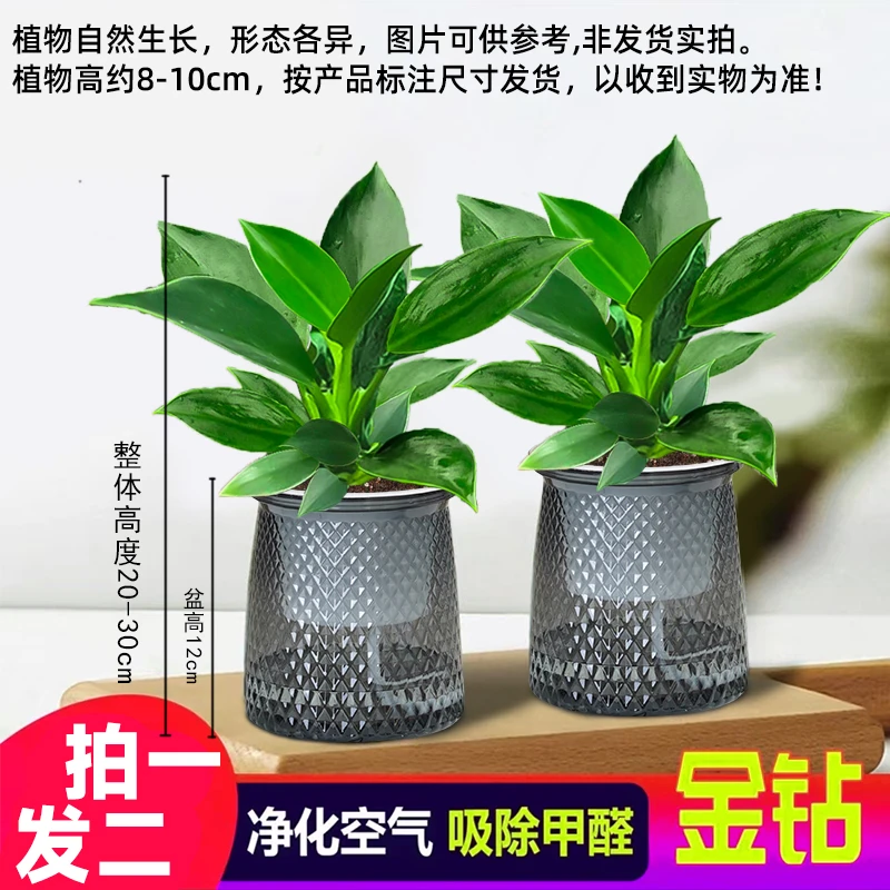 【 买一送一】金钻盆栽室内净化空气美观桌面绿植办公室四季常青