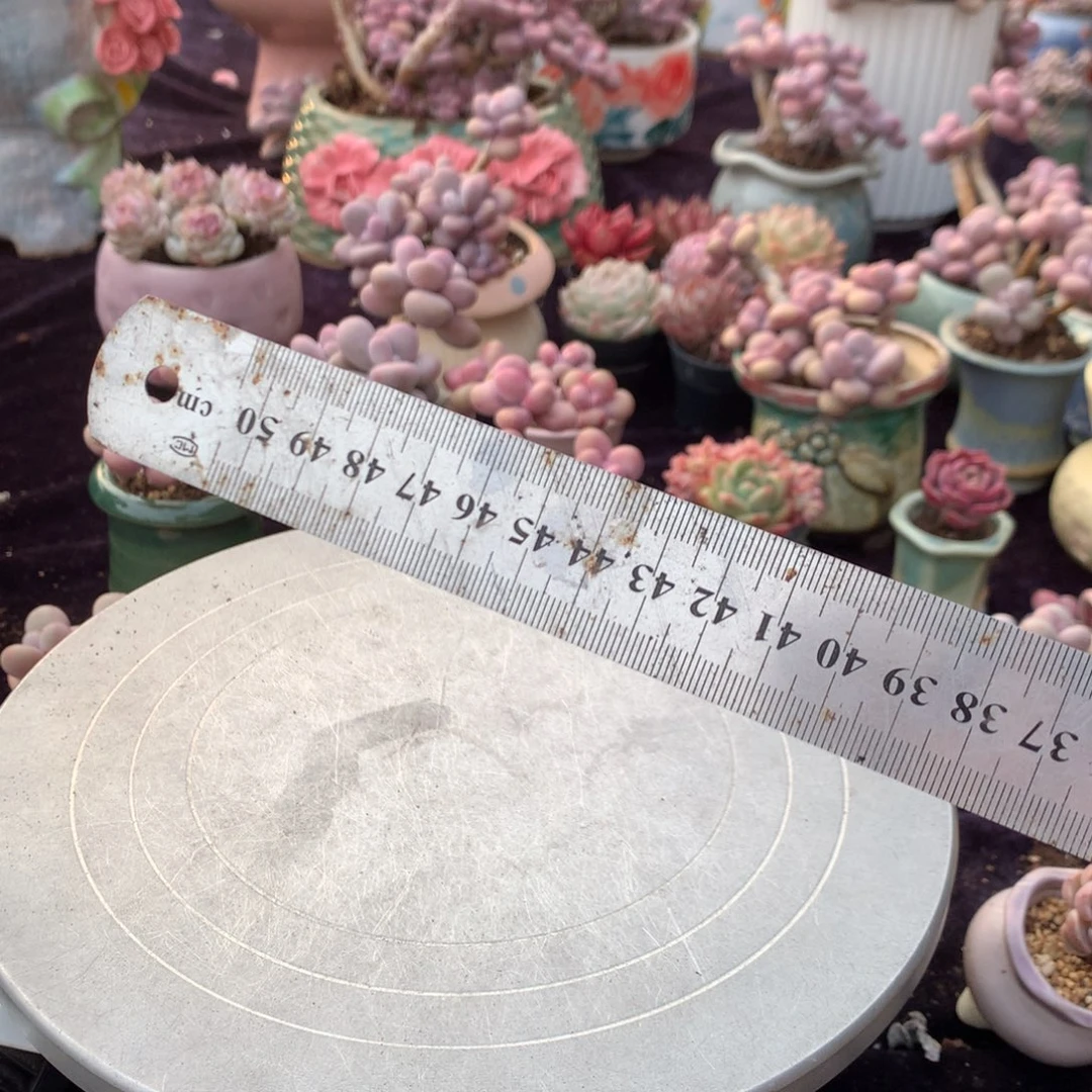 好**双绿色盆橘色盆