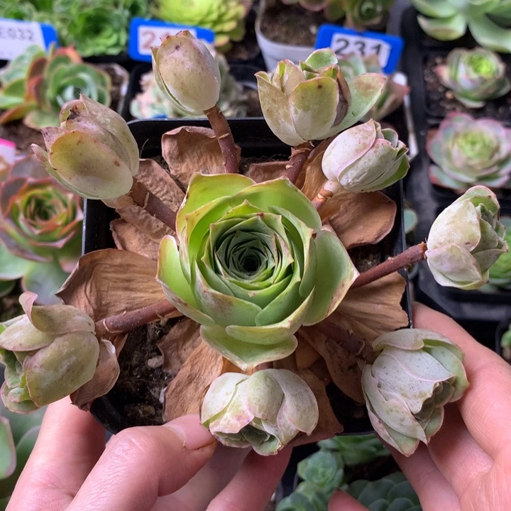 一物一拍星辰福利199