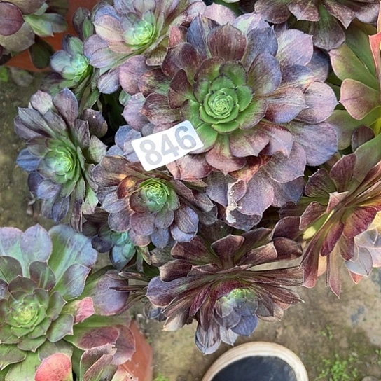 陈***)多肉植物一个墨染846