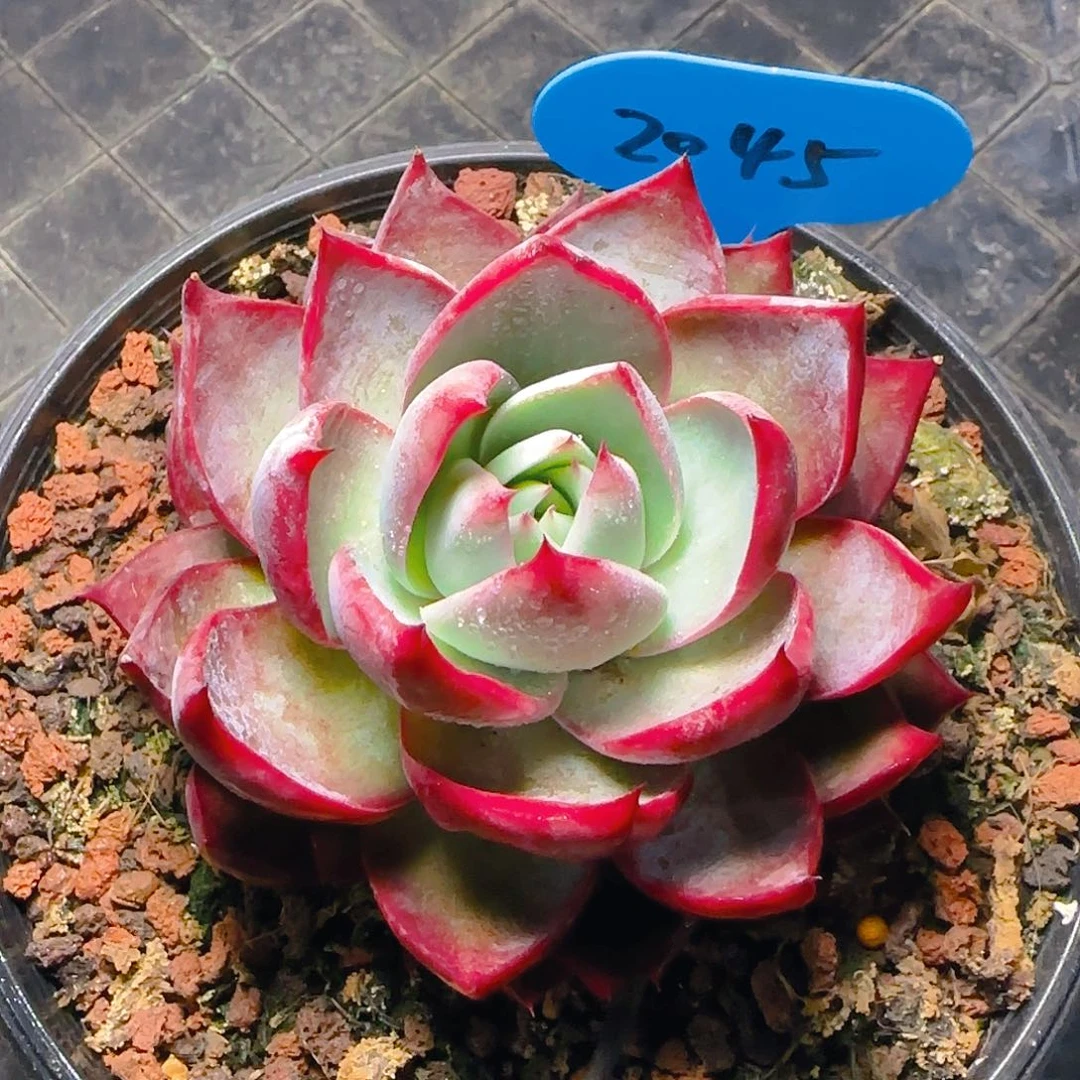 惊鸿仙子一物一拍2045号