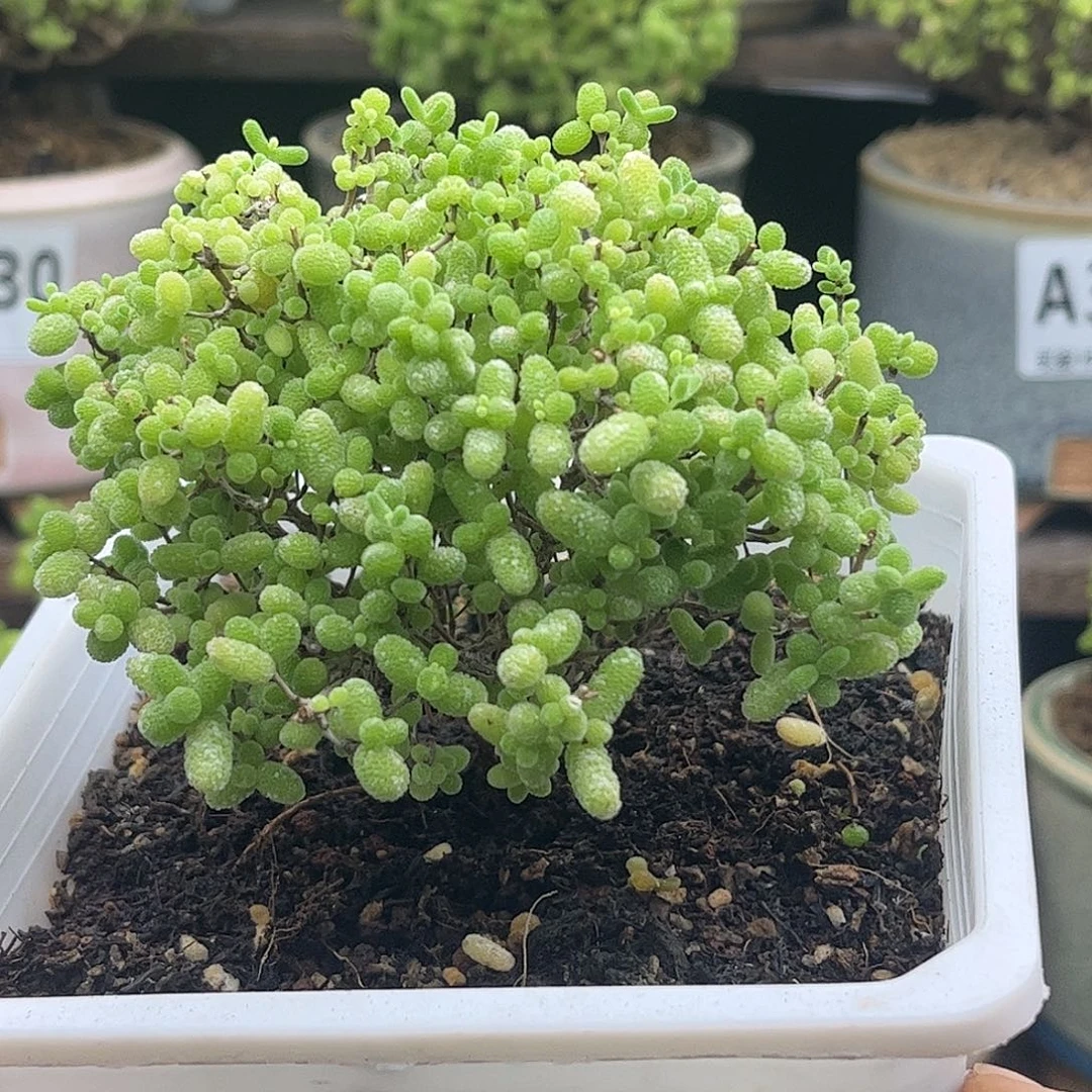 20蜜桔糖球优选枝干番杏