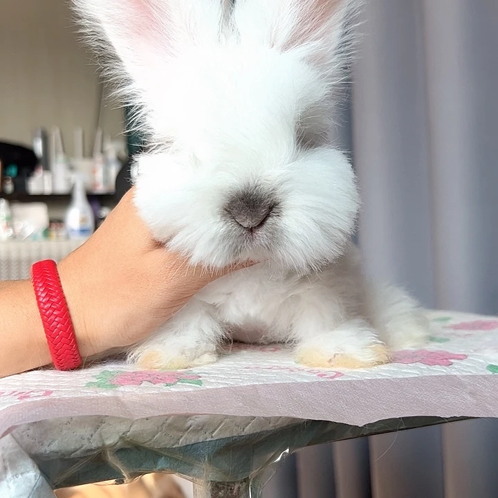 英系安哥拉兔白暹罗妹妹