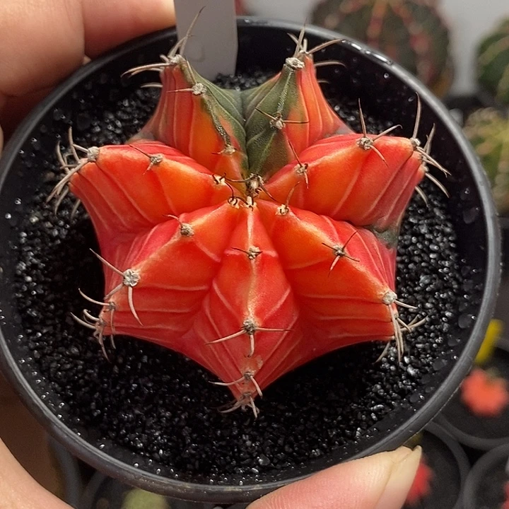 精品米哈—带盆土发货43