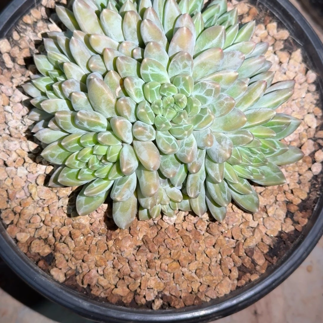 多肉植物链接雨花石