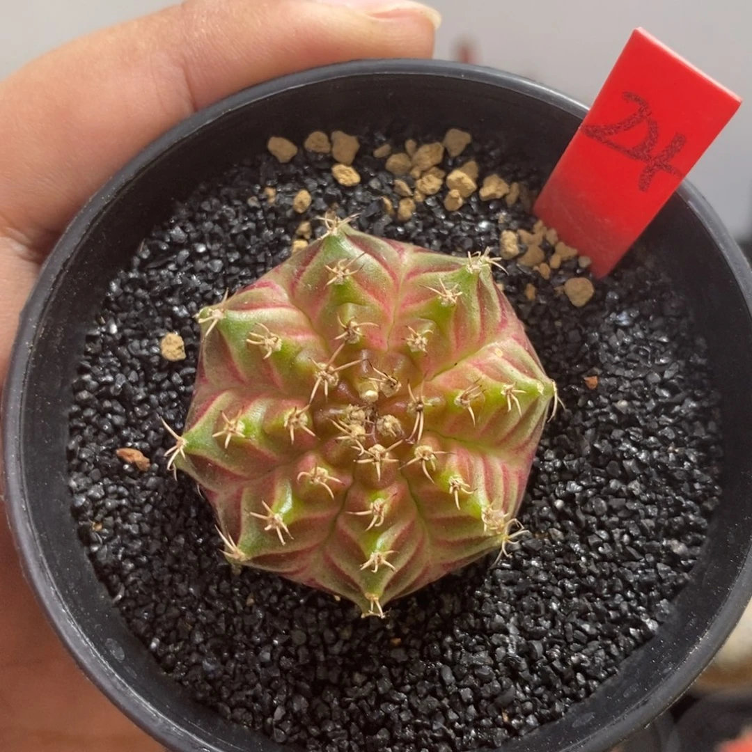 泰系实生轮回——带盆土发货