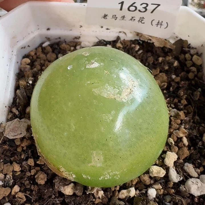 老马生石花3.9灯泡母本1637